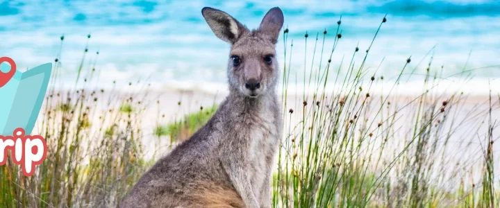 kangarooisland-roadtrip